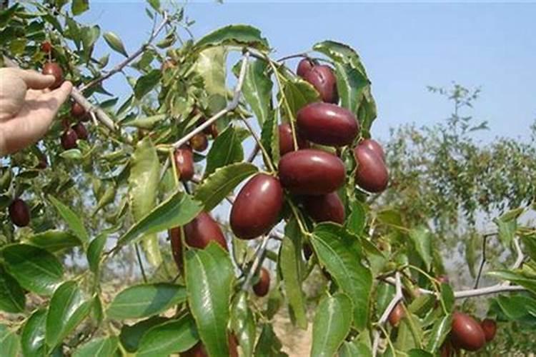 枣树施什么肥料最好