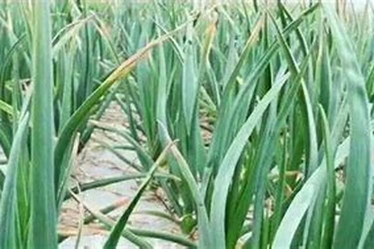 大蒜开春后什么时候浇水施肥