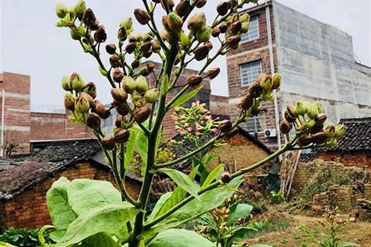 芸苔素内酯的效果,芸苔素使用方法及效果