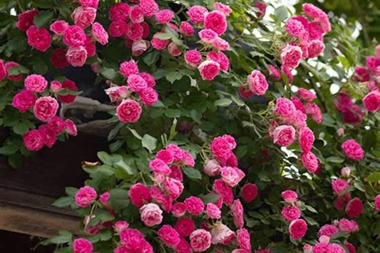 藤本月季种盆栽植方法