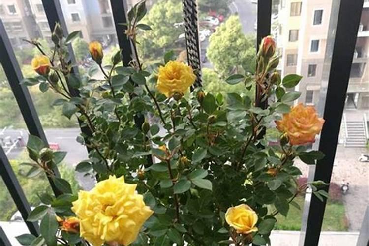 月季花施什么肥料好