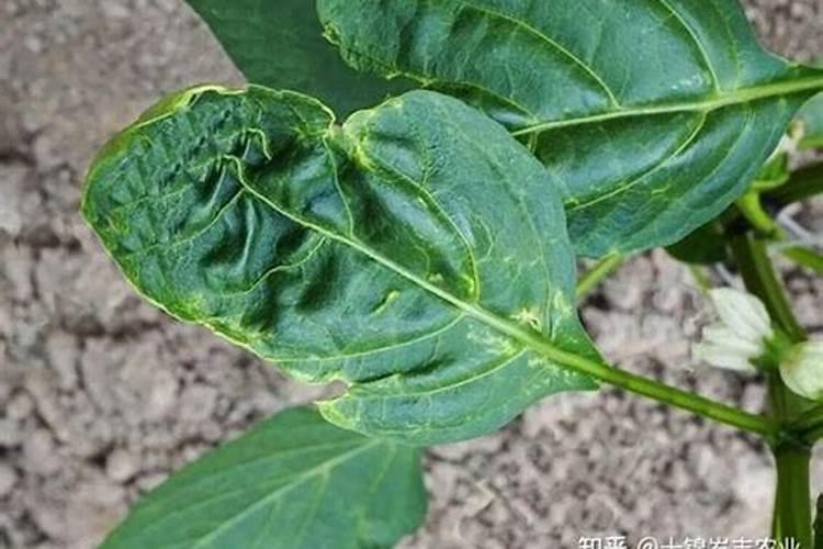 墨兰叶子卷曲怎么办,遮阴防晒追施磷肥