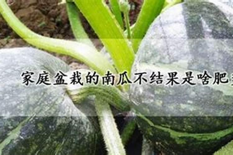 南瓜不结瓜怎么办
