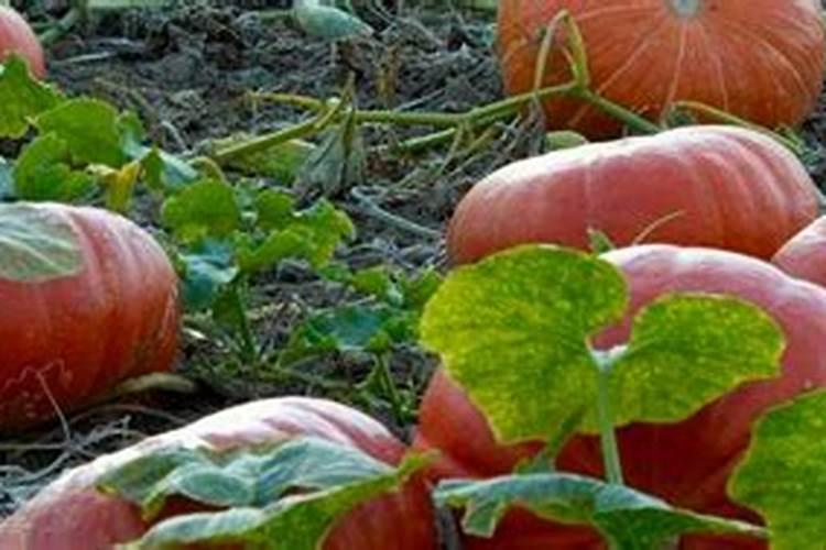 南瓜长蔓不结果是什么肥料多了？