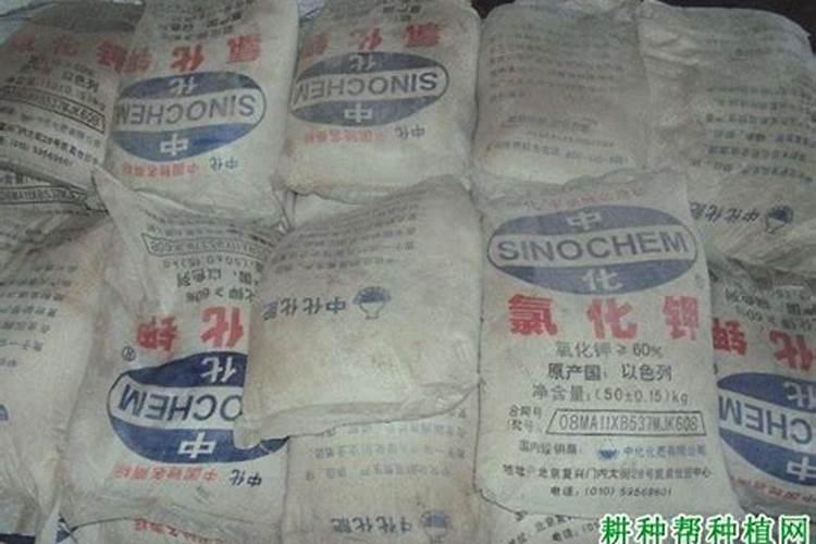 玉米最怕三种肥料