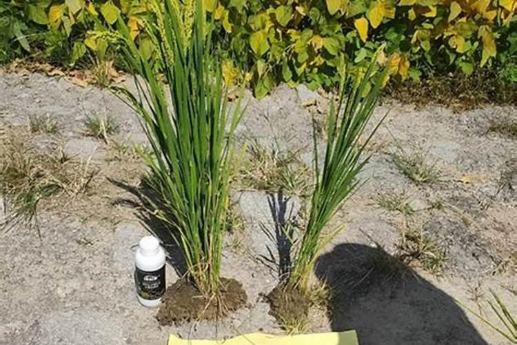 水稻秧苗两叶一心发黄正常吗