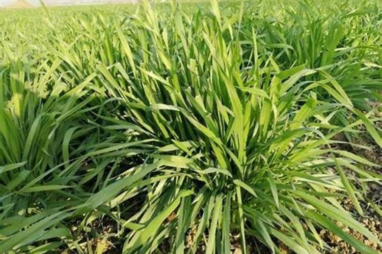 小麦什么时候喷芸苔素 如何喷施效果好