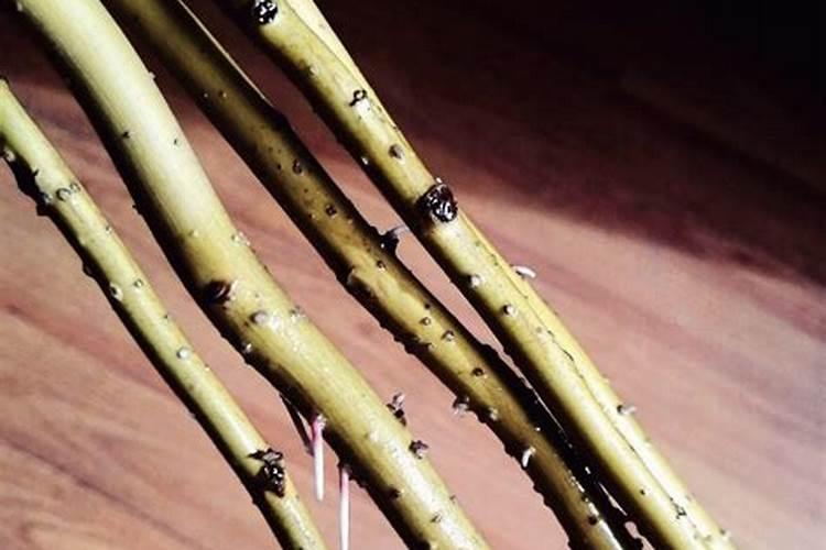 百合插花一般留多少叶子