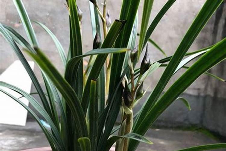 兰花什么时候施肥最好,兰花施肥用什么肥最好(氮磷钾肥)