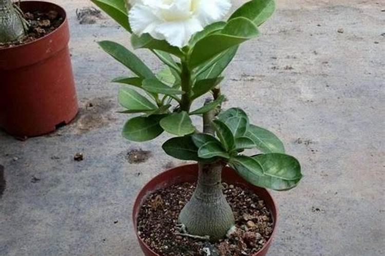 沙漠玫瑰施什么肥比较好