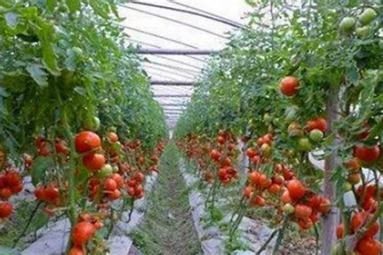 西红柿膨大果实用什么肥好