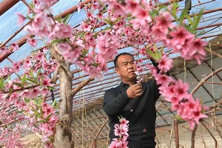 桃树叶面肥如何用磷酸二氢钾