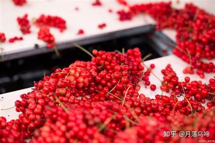 五味子的田间,怎么施肥最好？