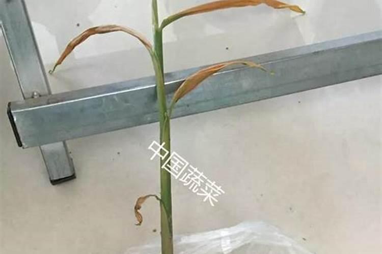 噻呋酰胺对姜茎基腐病效果