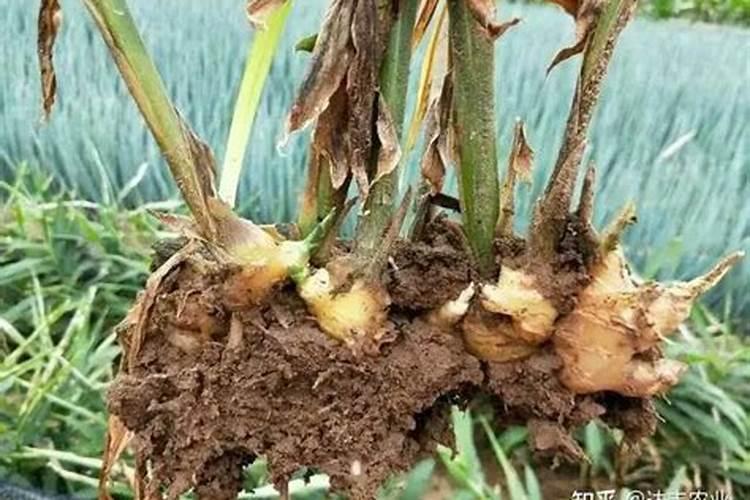 生姜大培土前喷什么杀菌剂