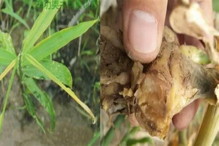 生姜杀菌剂十大排名