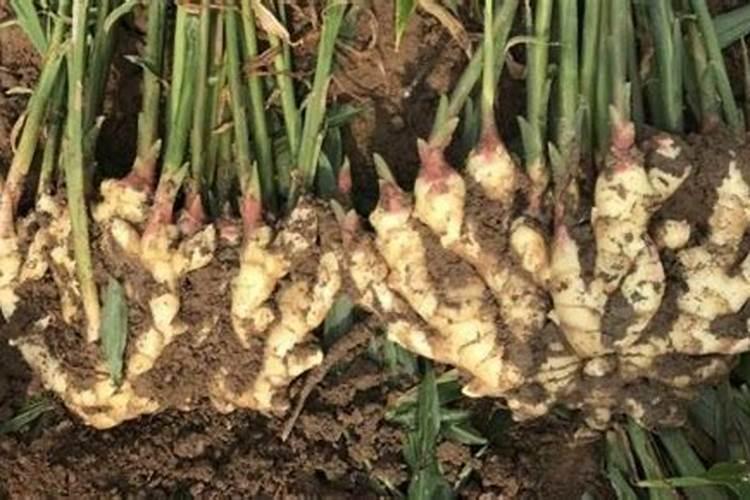 生姜茎秆出现腐烂是什么原因