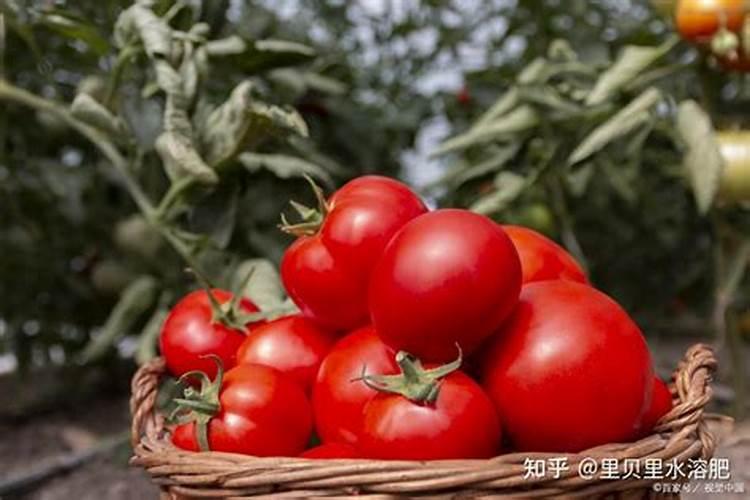 几种蔬菜无土栽培营养液配制配方