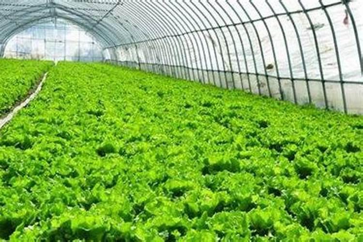 104010大量元素水溶肥功效