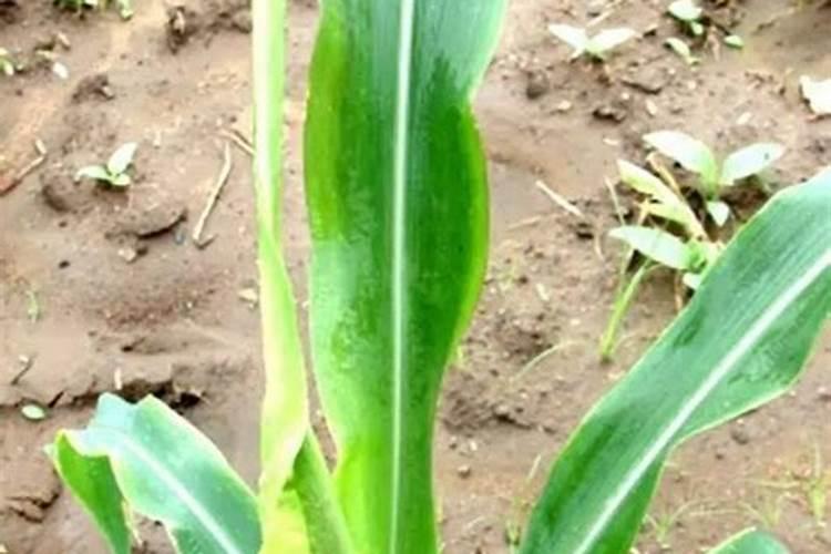 植物缺镁用什么肥料