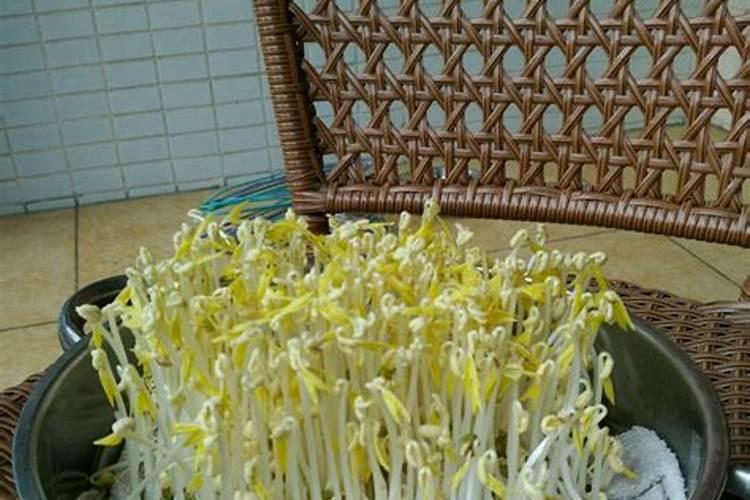 冬天绿豆芽怎么生又粗又白不生根