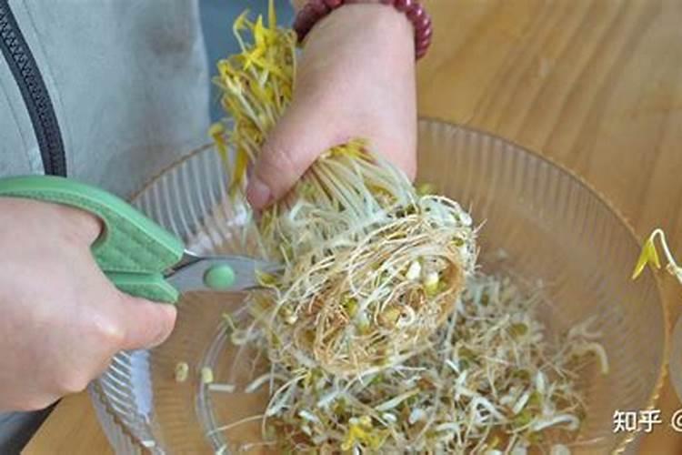 绿豆芽怎么生粗壮又白不生根