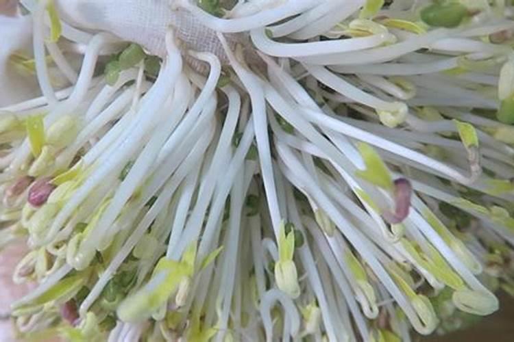 冬天绿豆芽怎么生又粗又白不生根