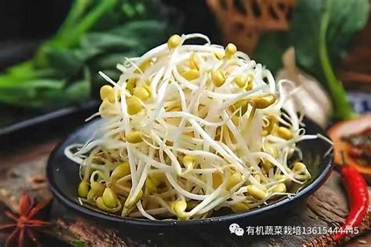 绿豆芽怎么生粗壮又白不生根
