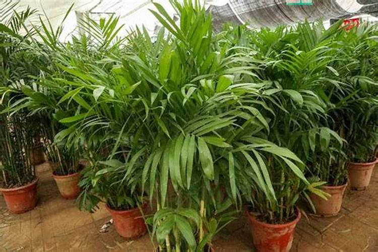 夏威夷椰子如何追肥