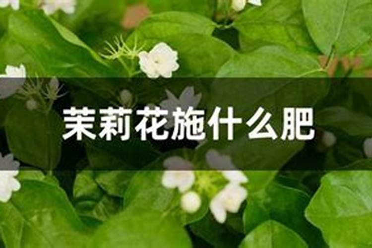 盆栽茉莉花施什么肥会比较好 茉莉花花期介绍