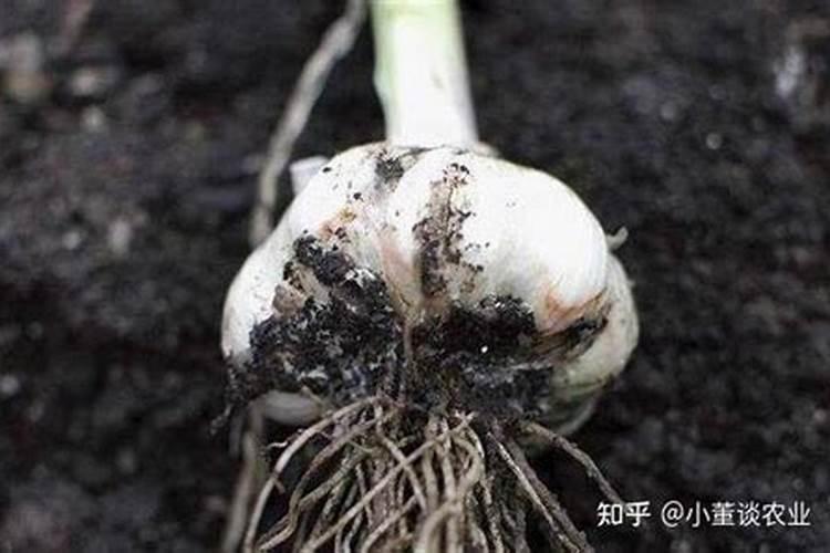 早熟蒜抽过蒜苔以后还可以施肥吗