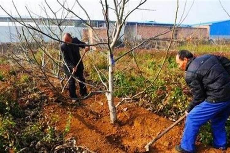开春时给果树施加什么肥料效果佳呢