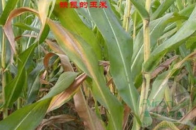 蔬菜缺氮症是由哪些原因形成的？