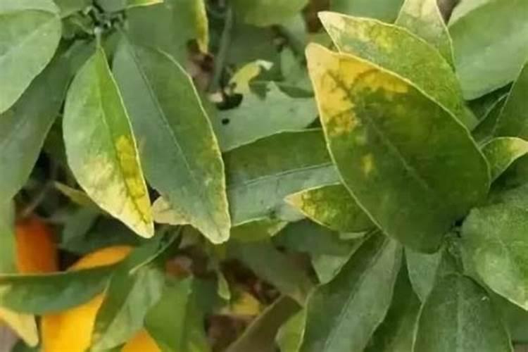 小麦返青期苗子缺氮肥发黄喷什么叶面肥？