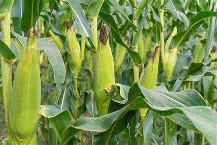 种植玉米如何平衡施肥？