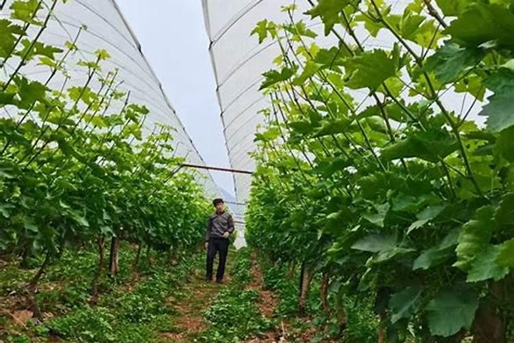 有机水溶型叶面肥料产品质量标准是什么？