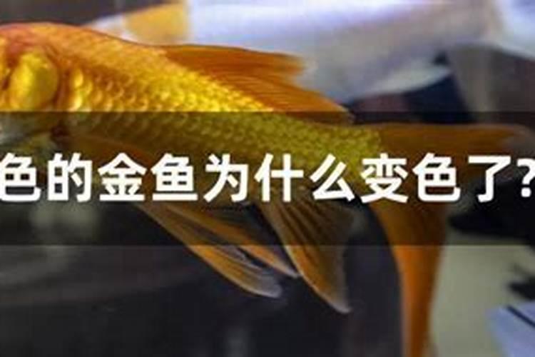 鱼蛋白可以源黄腐酸钾甲霜恶霉灵混用对梨树灌根吗