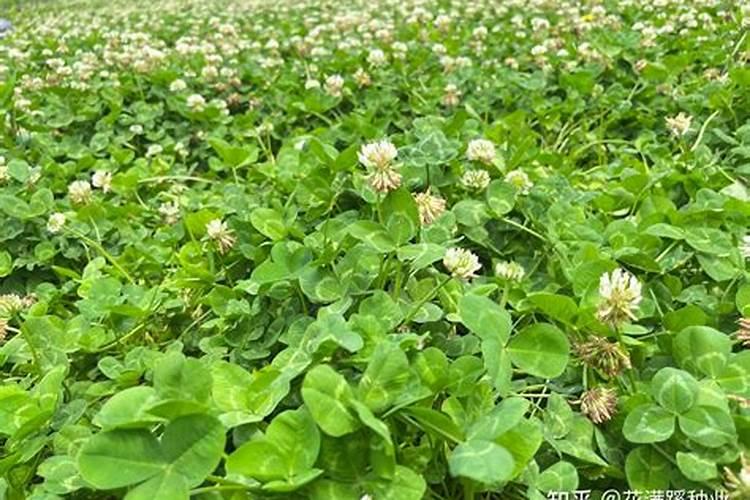 三叶草怎么施肥