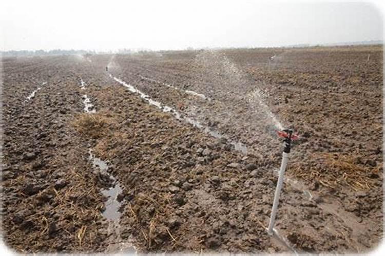 202020水溶肥灌根甘蔗用量是多少