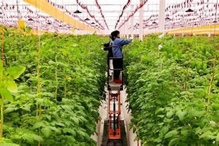 种植黄豆为什么底肥不能施得太多了？难道黄豆喜欢贫瘠之地吗？