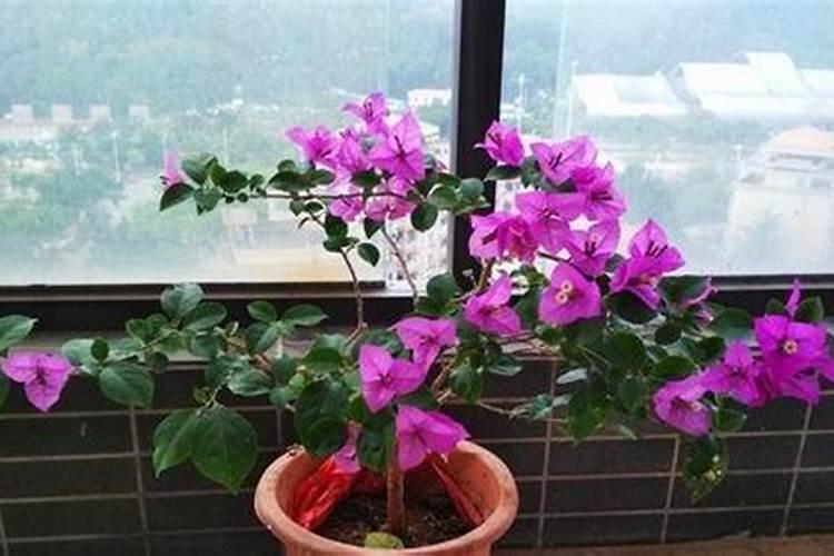 浇花用什么肥料浇最好