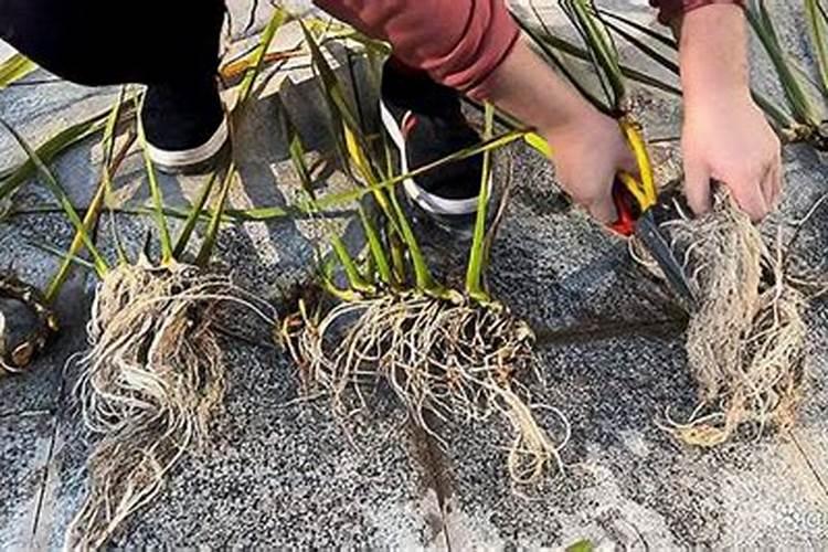 石菖蒲水培栽培方法