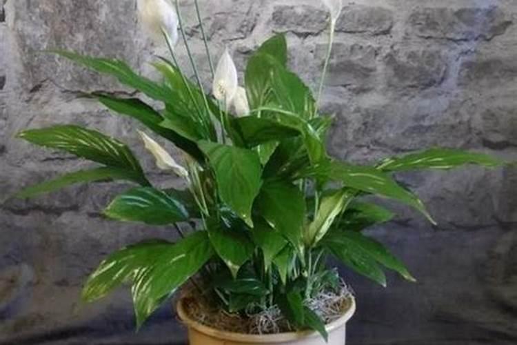 钾肥养花使用方法