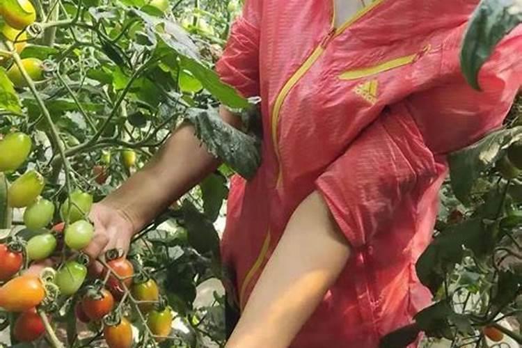 一喷绿氨基酸叶面肥搭配什么喷雾甘蔗最好