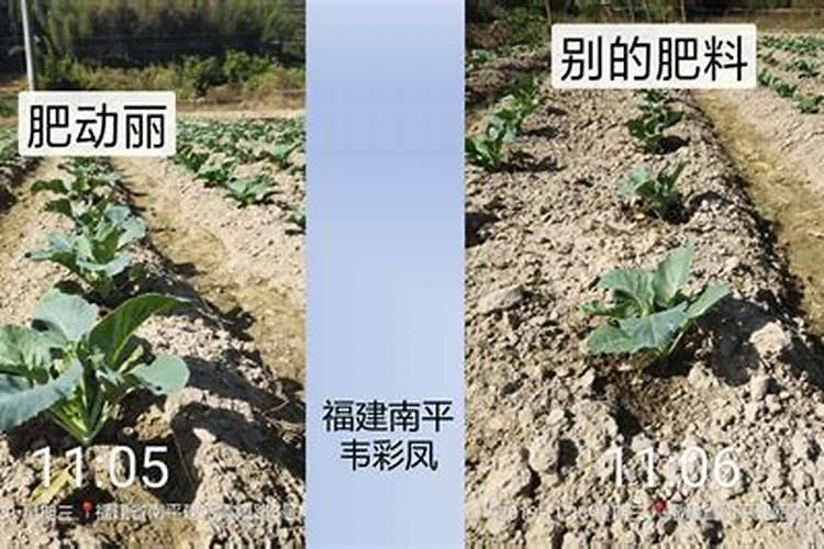 番茄黄化曲叶病毒病的防治措施