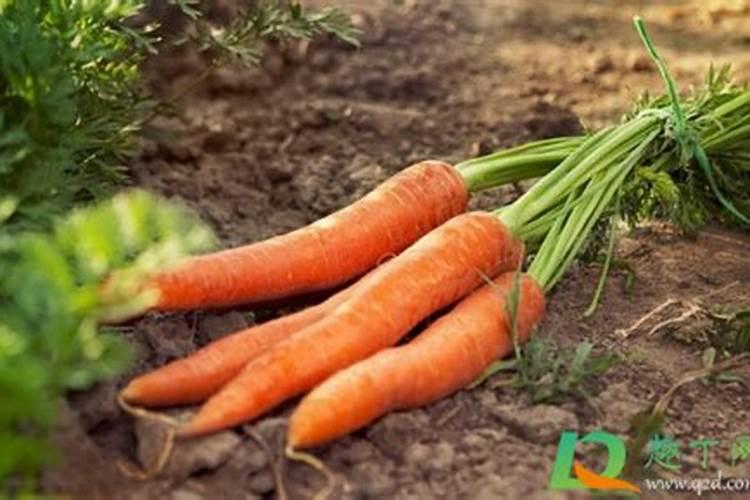 胡萝卜怎么发酵成肥料养花用的