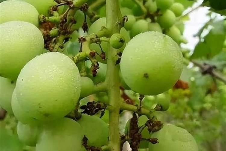 种魔芋用什么肥料