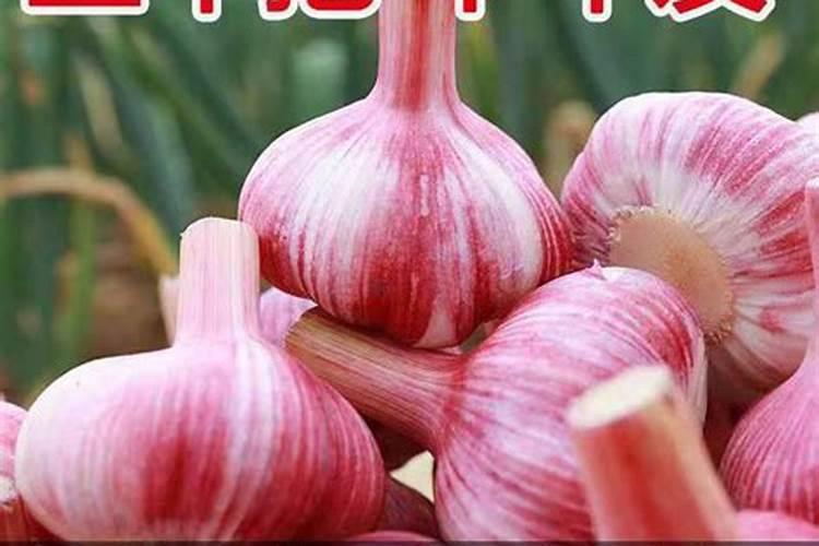 紫皮蒜蒜瓣少吗