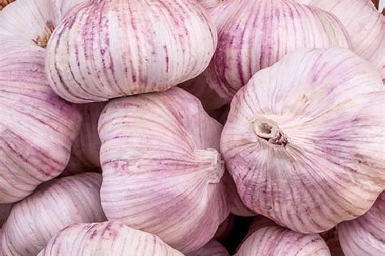 紫皮独头蒜,能长紫皮独头蒜吗？