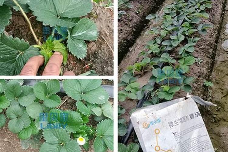 草莓养根用什么水溶肥好